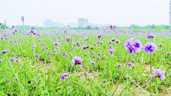 鼎冠配资 长兴岛“花田矩阵”成打卡“新地标”